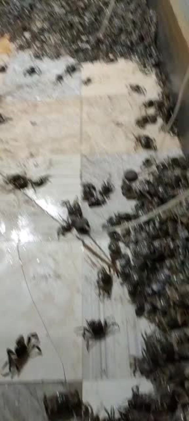 满仔满黄山东河蟹大量供应
