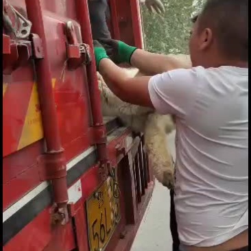羊驼，四角羊观赏性特别高