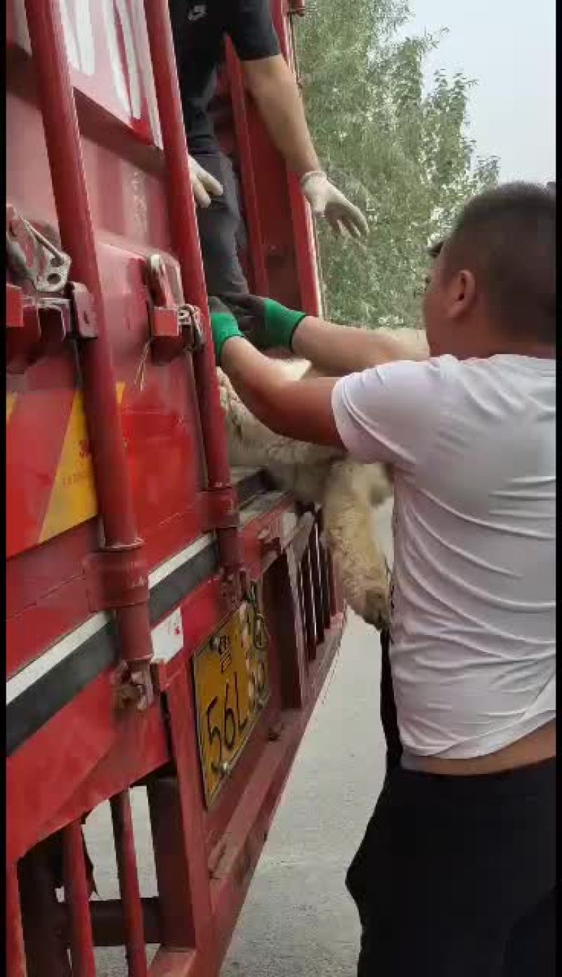 羊驼，四角羊观赏性特别高