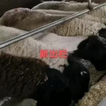 母亲在家养殖杜泊绵羊对比下