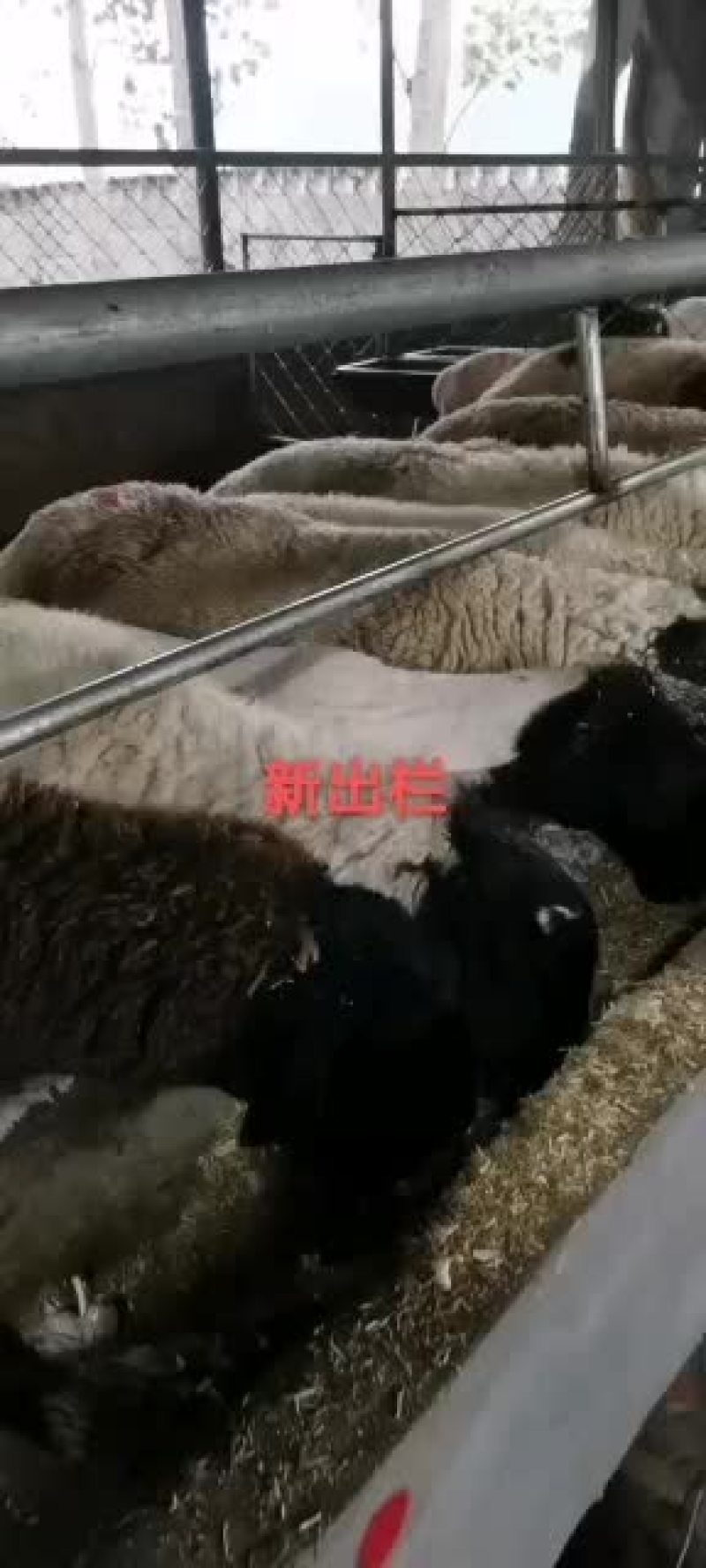 母亲在家养殖杜泊绵羊对比下