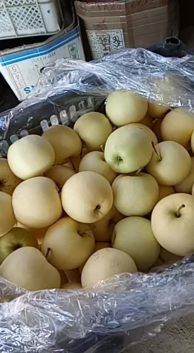 黄香蕉装箱中，质量不错需要的朋友欢迎你们