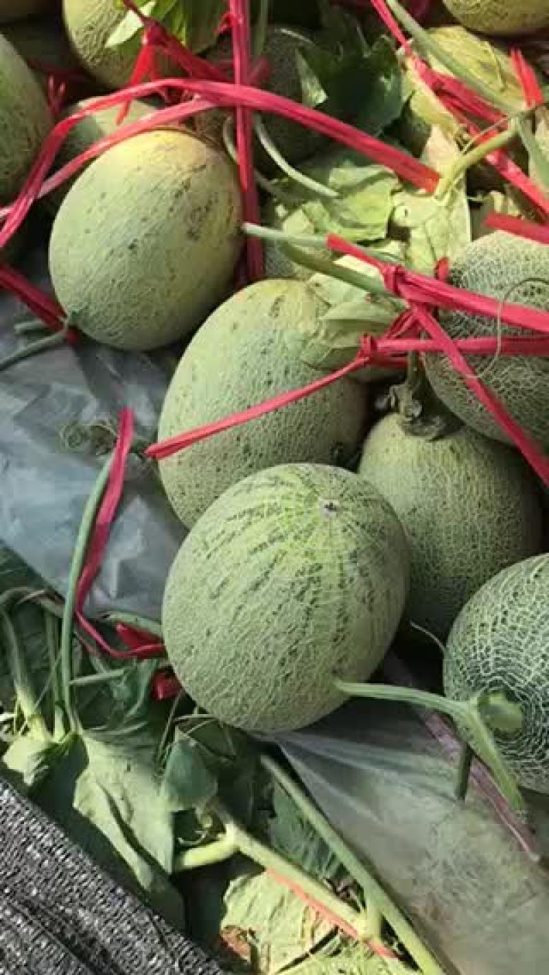 海南三鲜果业基地哈密瓜直发