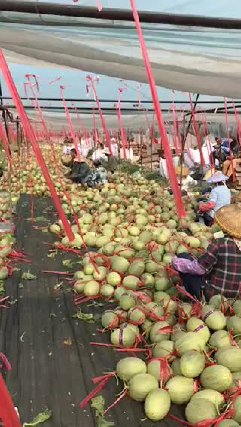 海南三鲜果业基地哈密瓜直发