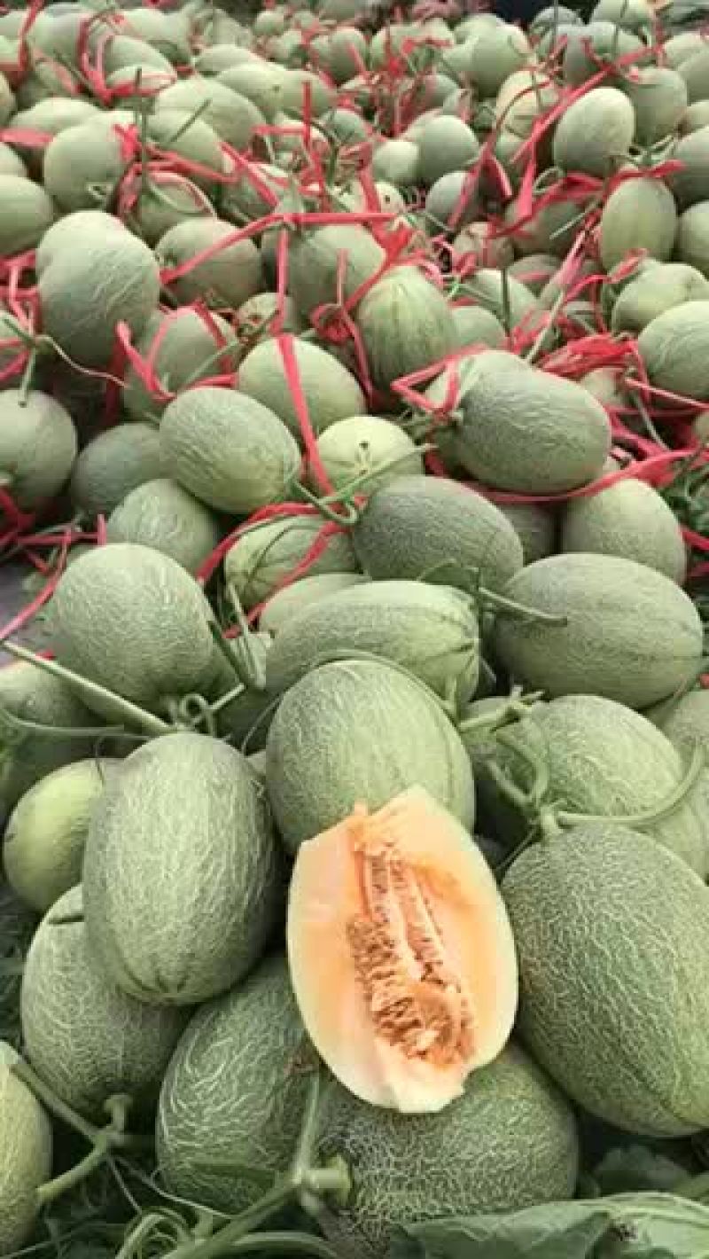 海南三鲜果业基地哈密瓜直发