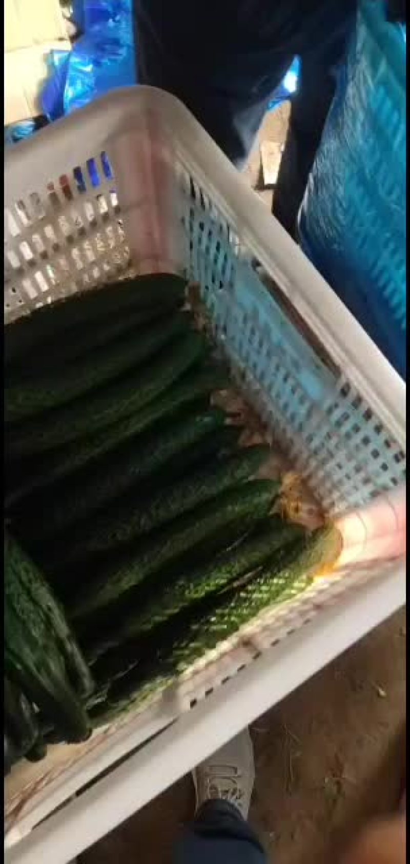 精品黄瓜实力代收天天有货一二三级均有