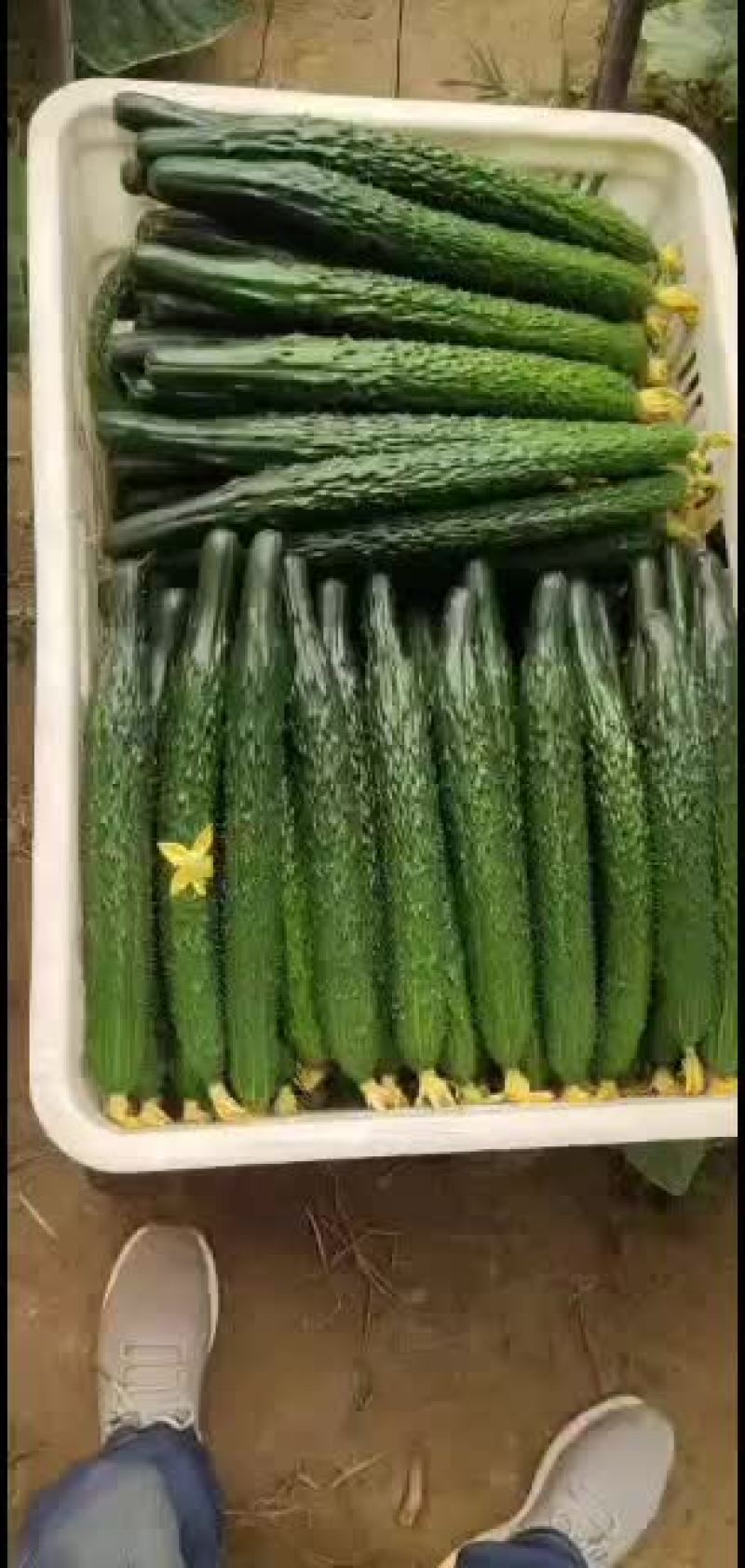 精品黄瓜实力代收天天有货一二三级均有
