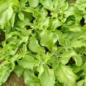 非洲冰草