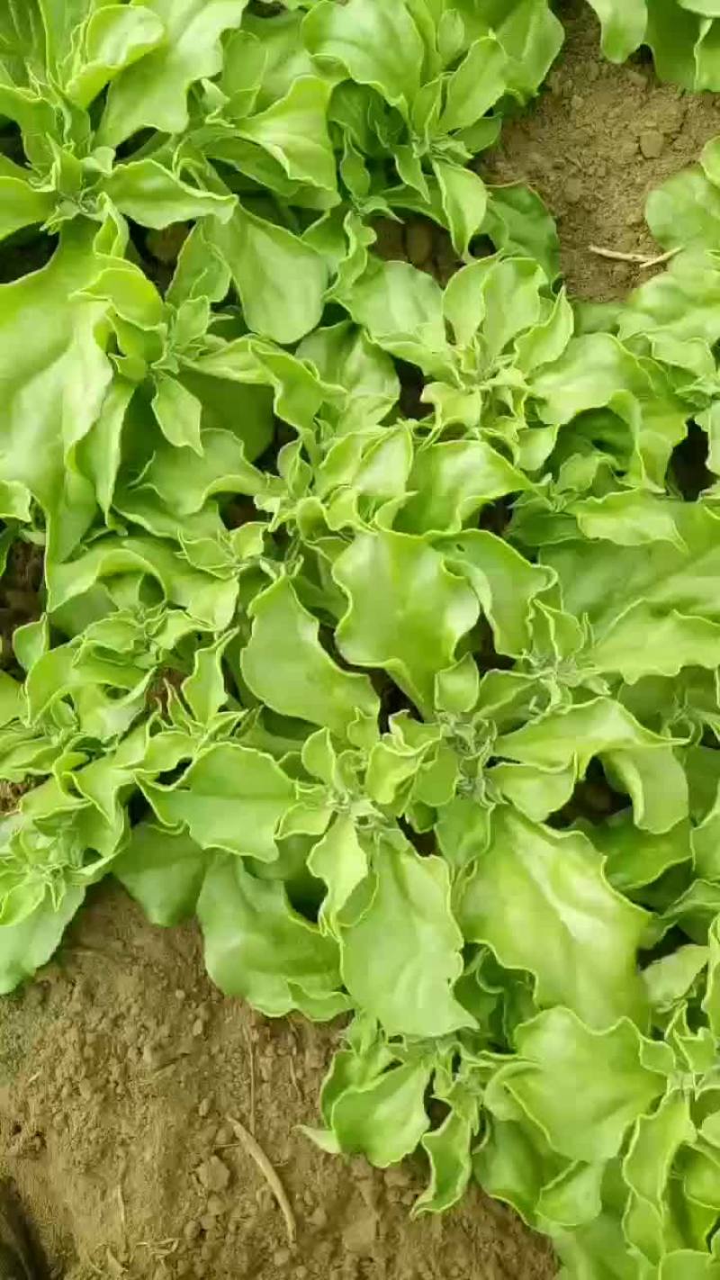 非洲冰草