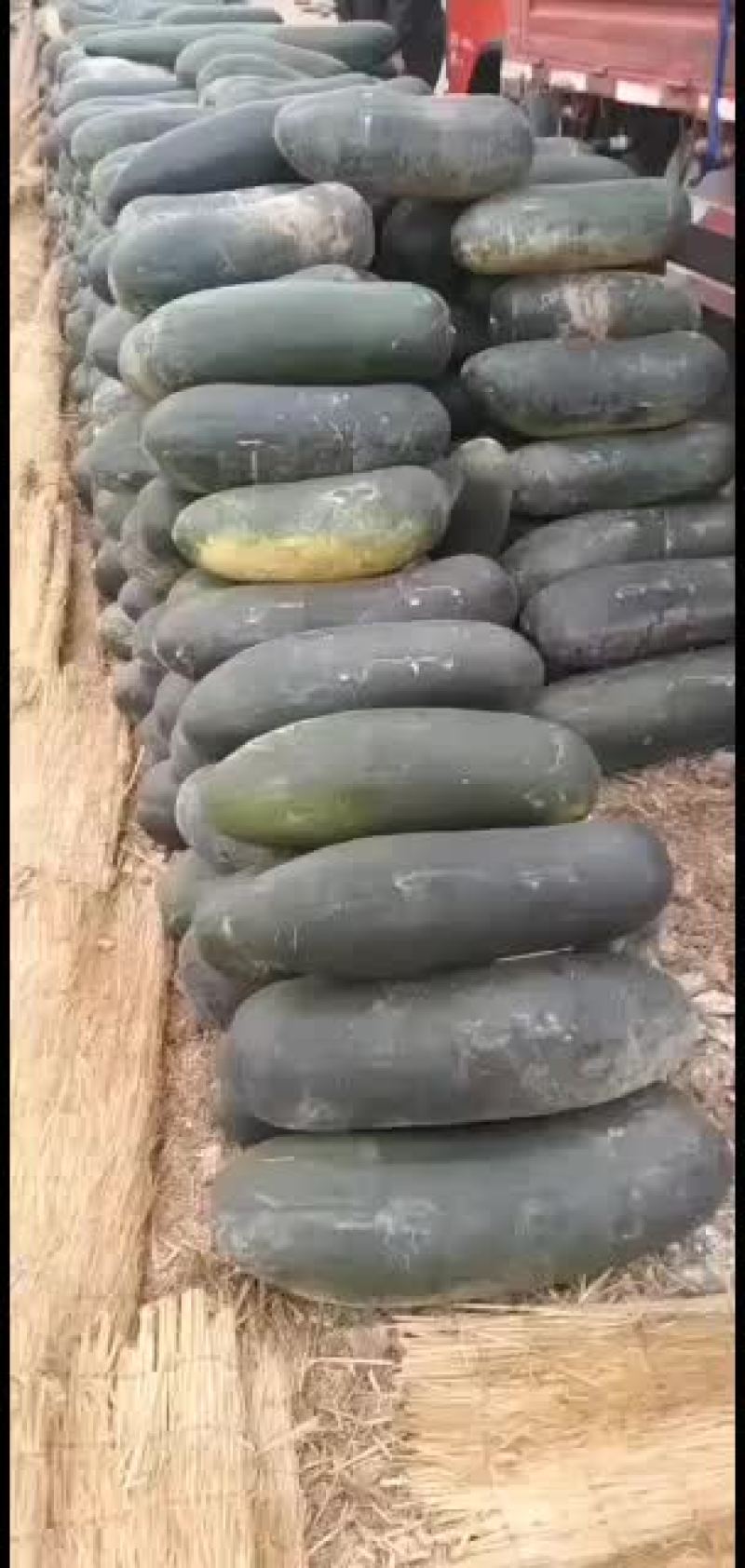 冬瓜，储存冬瓜大量开卖