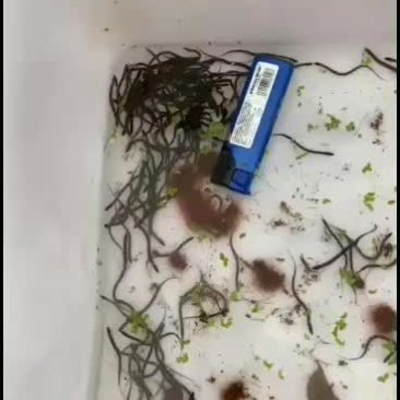 出售人工繁殖黄鳝苗人工授精苗
