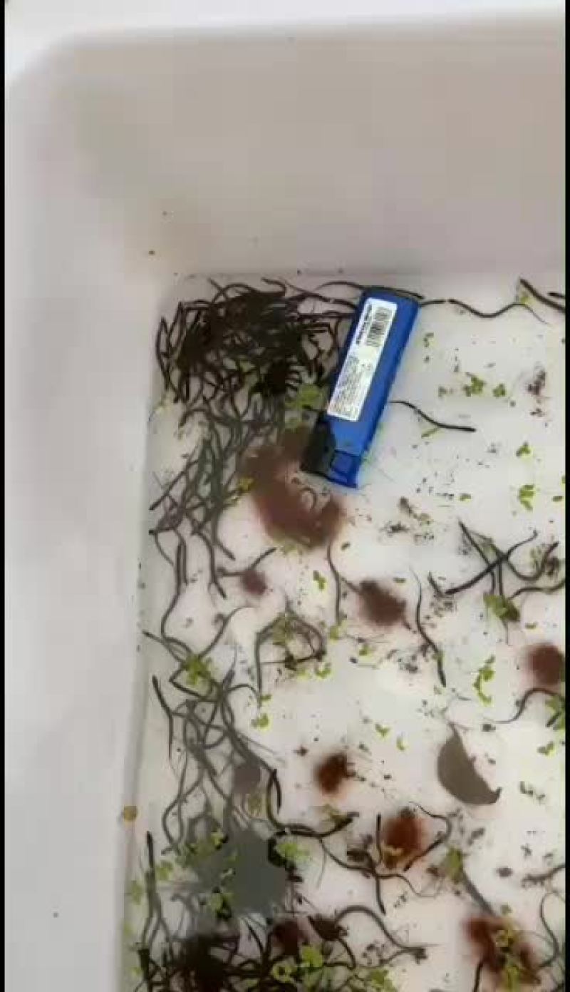 出售人工繁殖黄鳝苗人工授精苗