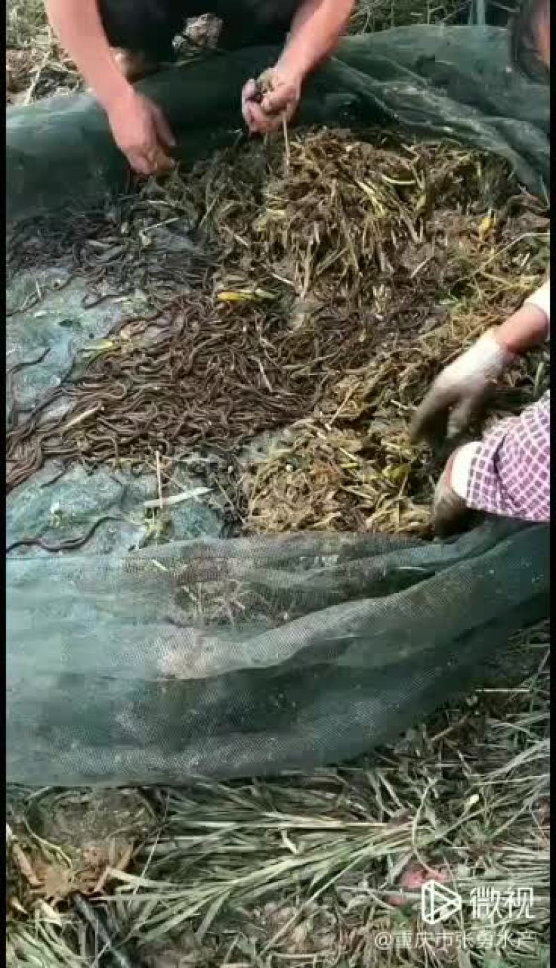 出售人工繁殖黄鳝苗人工授精苗