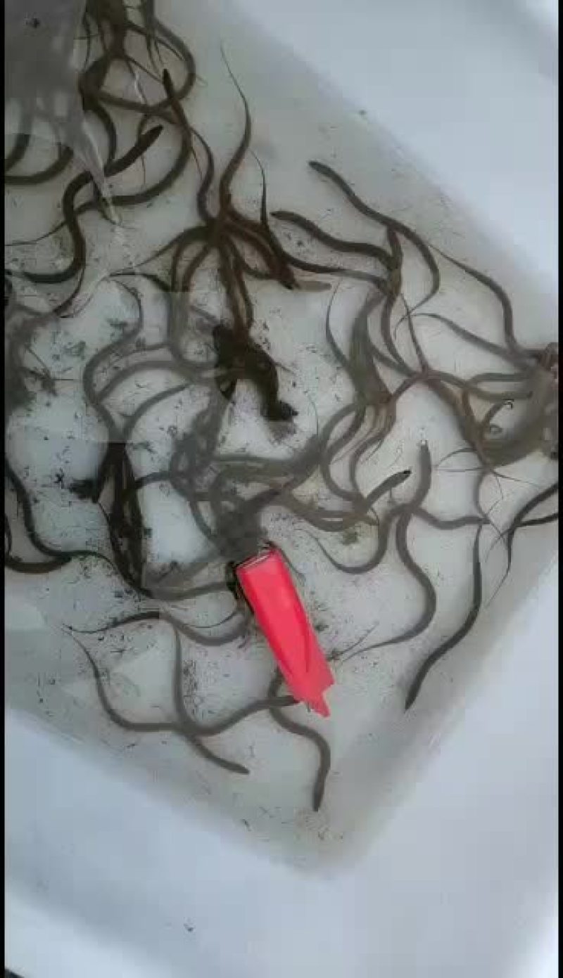 出售人工繁殖黄鳝苗人工授精苗