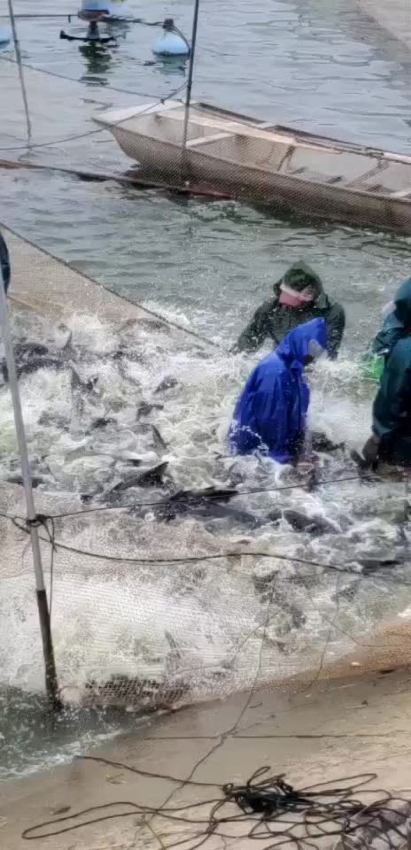 青鱼配送全国钓场规格齐全