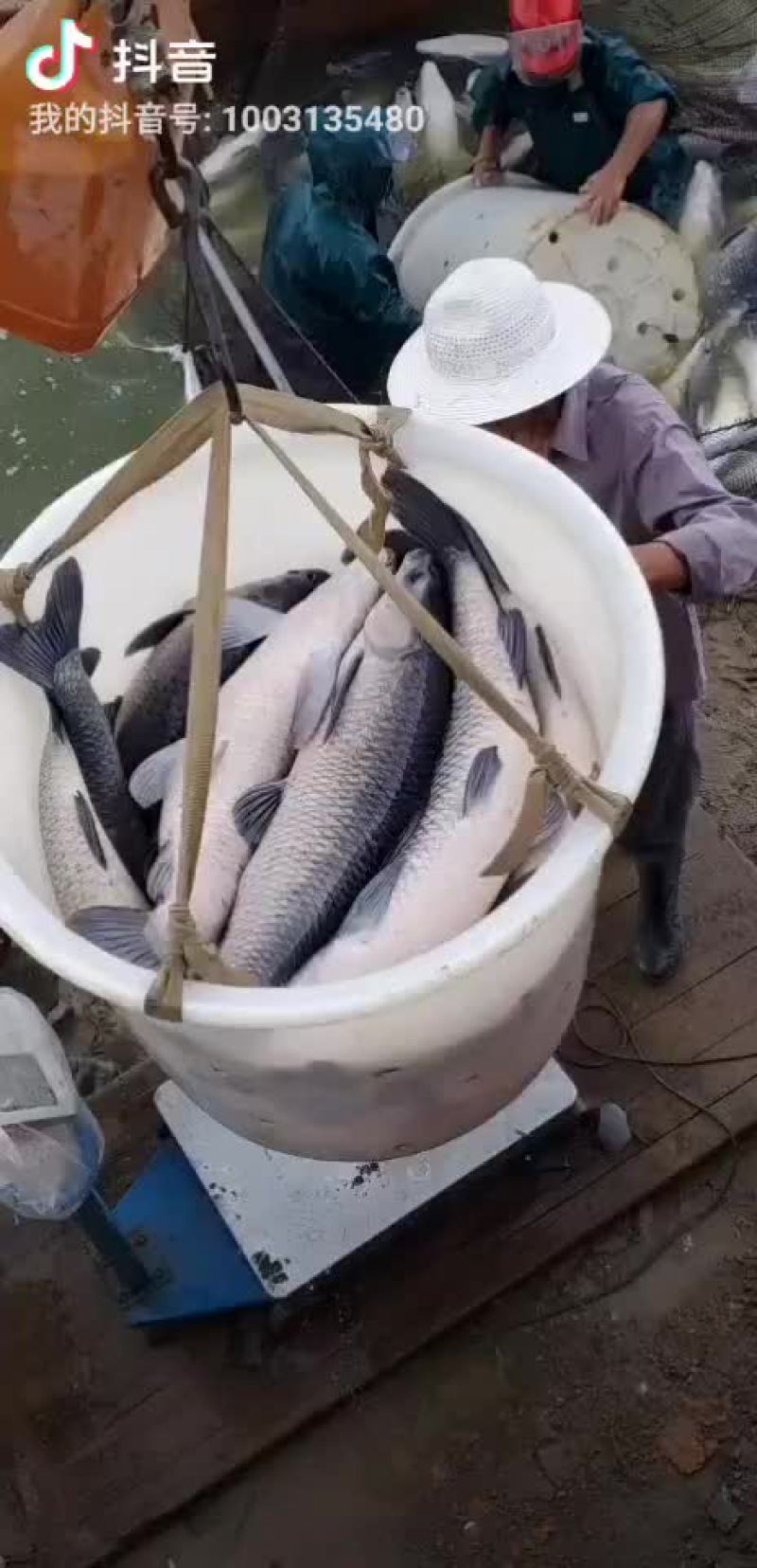 青鱼配送全国钓场规格齐全
