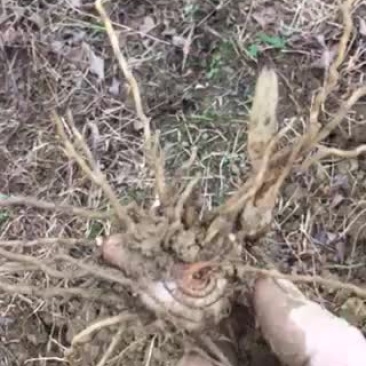 白芨干货或鲜货出售啦