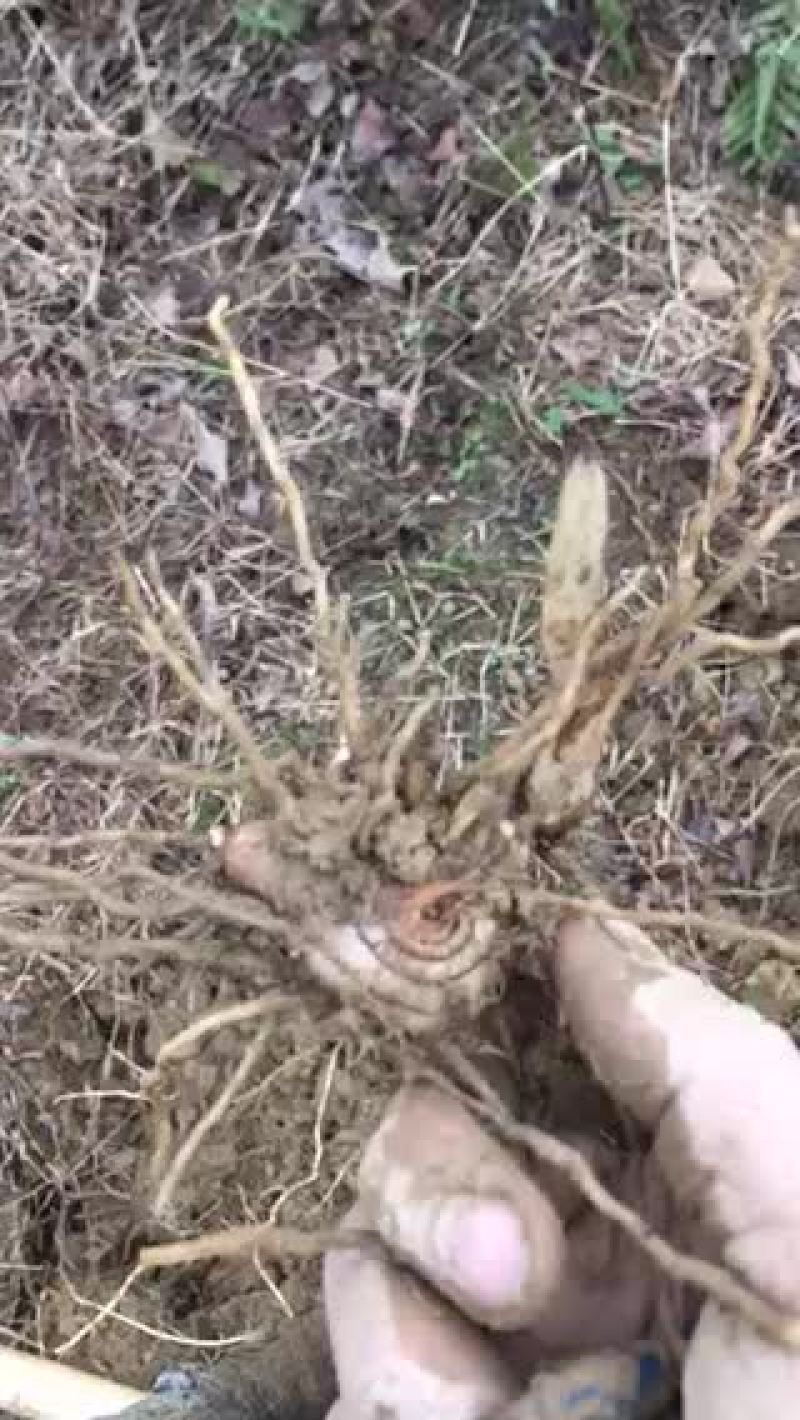 白芨干货或鲜货出售啦
