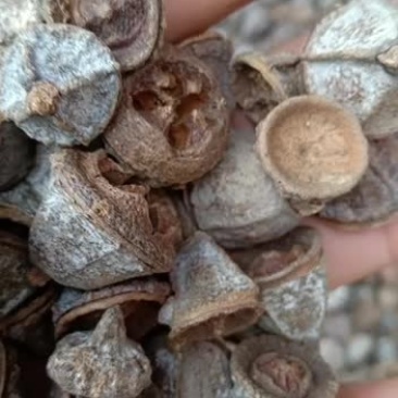 新货一口钟无硫一口盅500g老树果扣子七云南中药