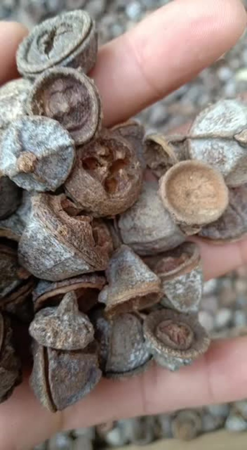 新货一口钟无硫一口盅500g老树果扣子七云南中药