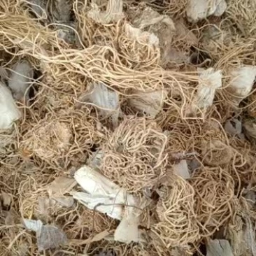 大葱根中药材500g天然纯葱根大葱根须新鲜干货