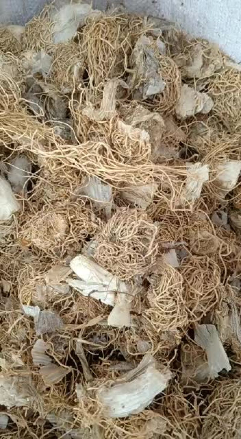 大葱根中药材500g天然纯葱根大葱根须新鲜干货