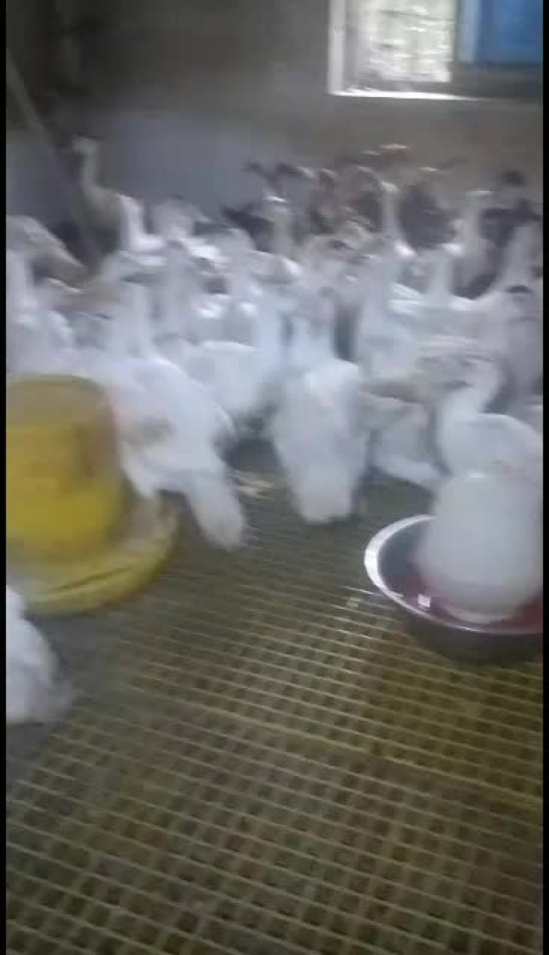 本地番鸭货多送货上门