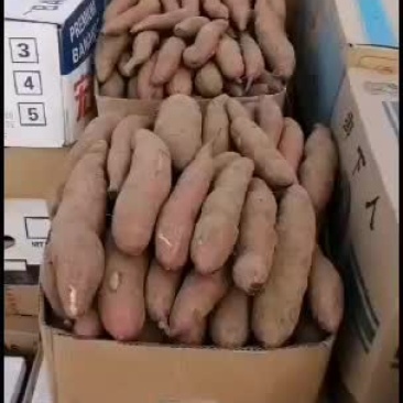 忻州红薯大量上市，好货不多