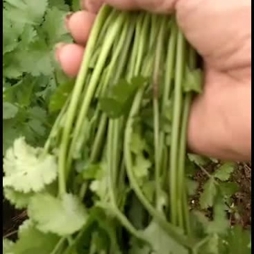 河南虞城县大叶香菜基地