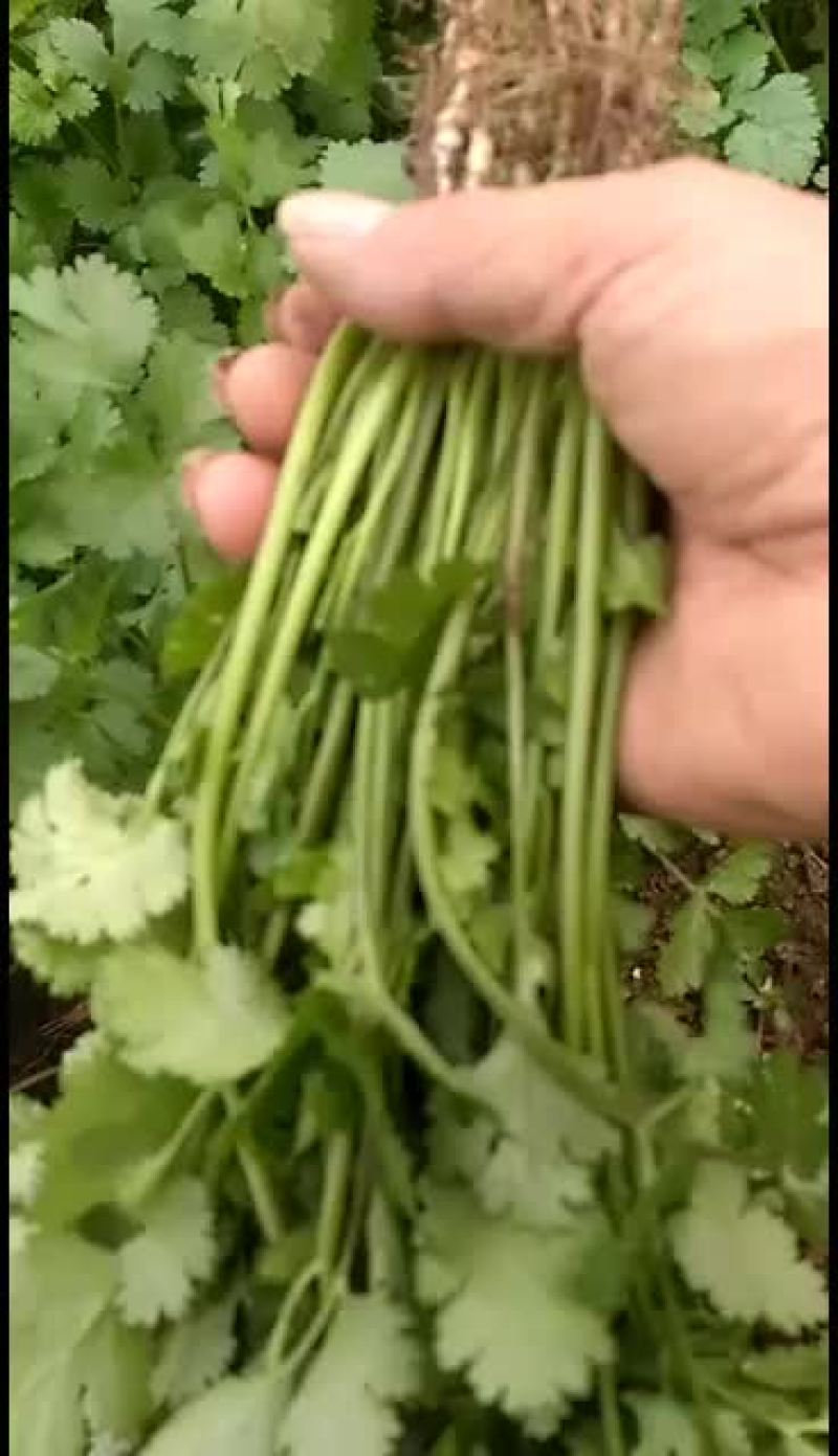 河南虞城县大叶香菜基地
