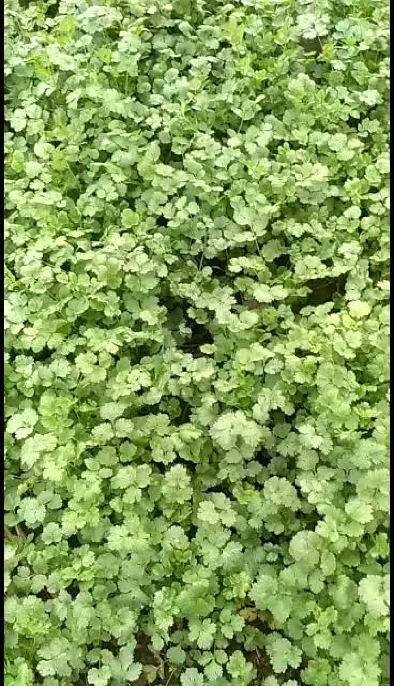 河南虞城县大叶香菜基地