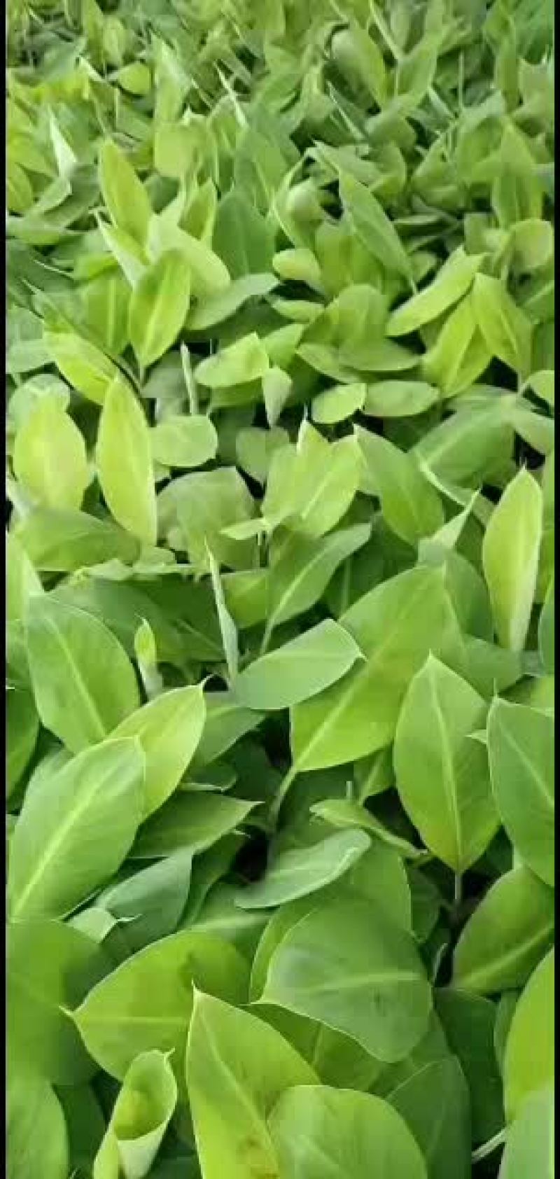 香蕉苗/西贡粉蕉/广西西贡粉蕉