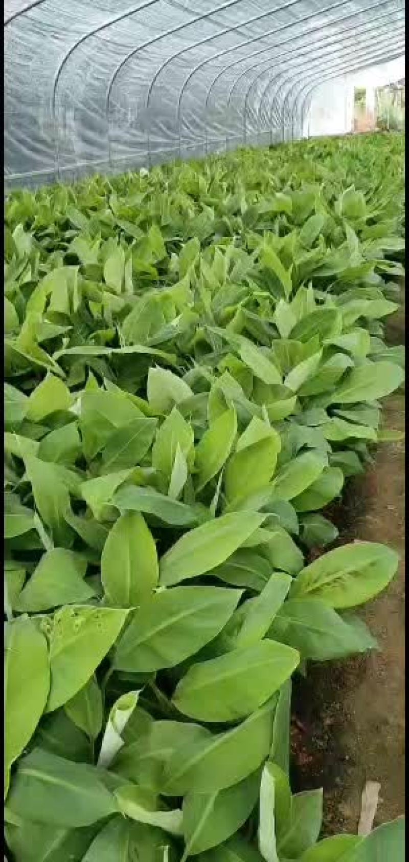 香蕉苗/西贡粉蕉/广西西贡粉蕉
