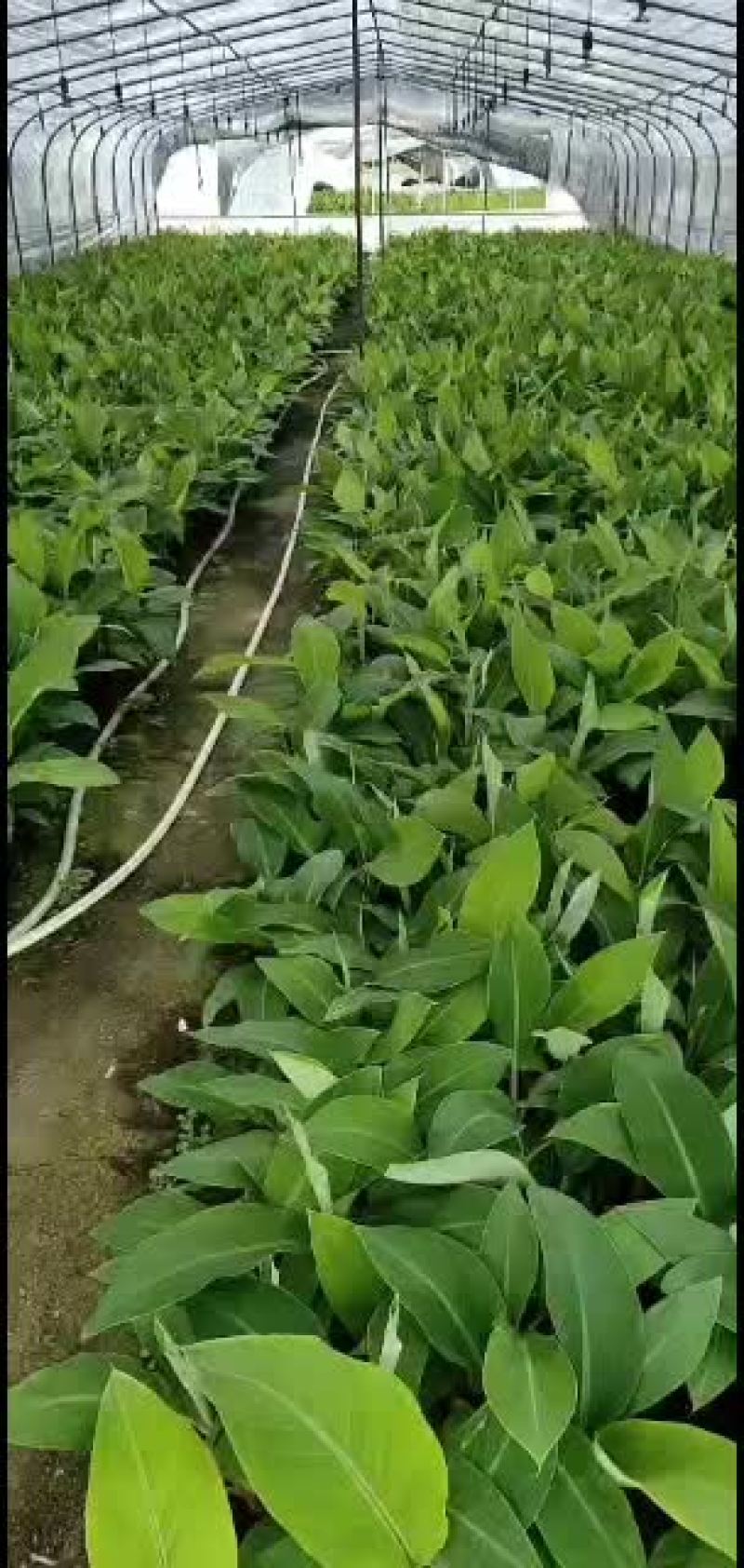 香蕉苗/西贡粉蕉/广西西贡粉蕉