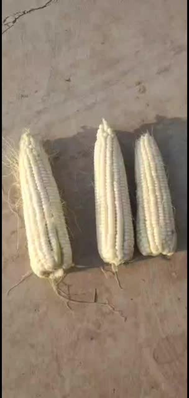 大量出售糯玉米棒子。新鲜玉米棒子。