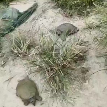 龟鳖类