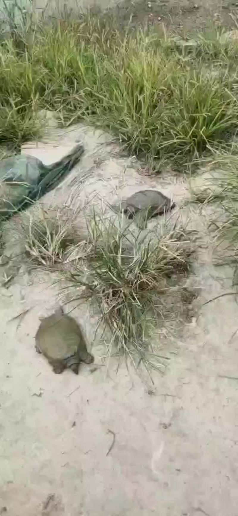 龟鳖类
