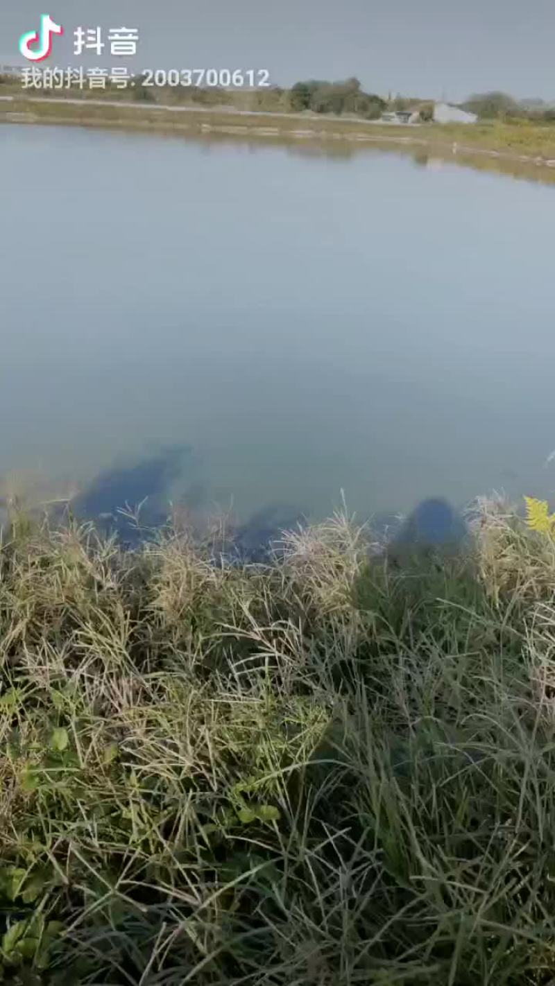 龟鳖类