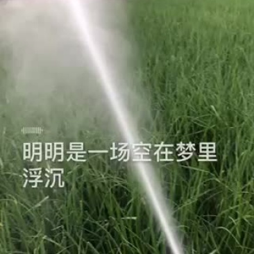 精品小葱，有香葱，小葱，长年供应