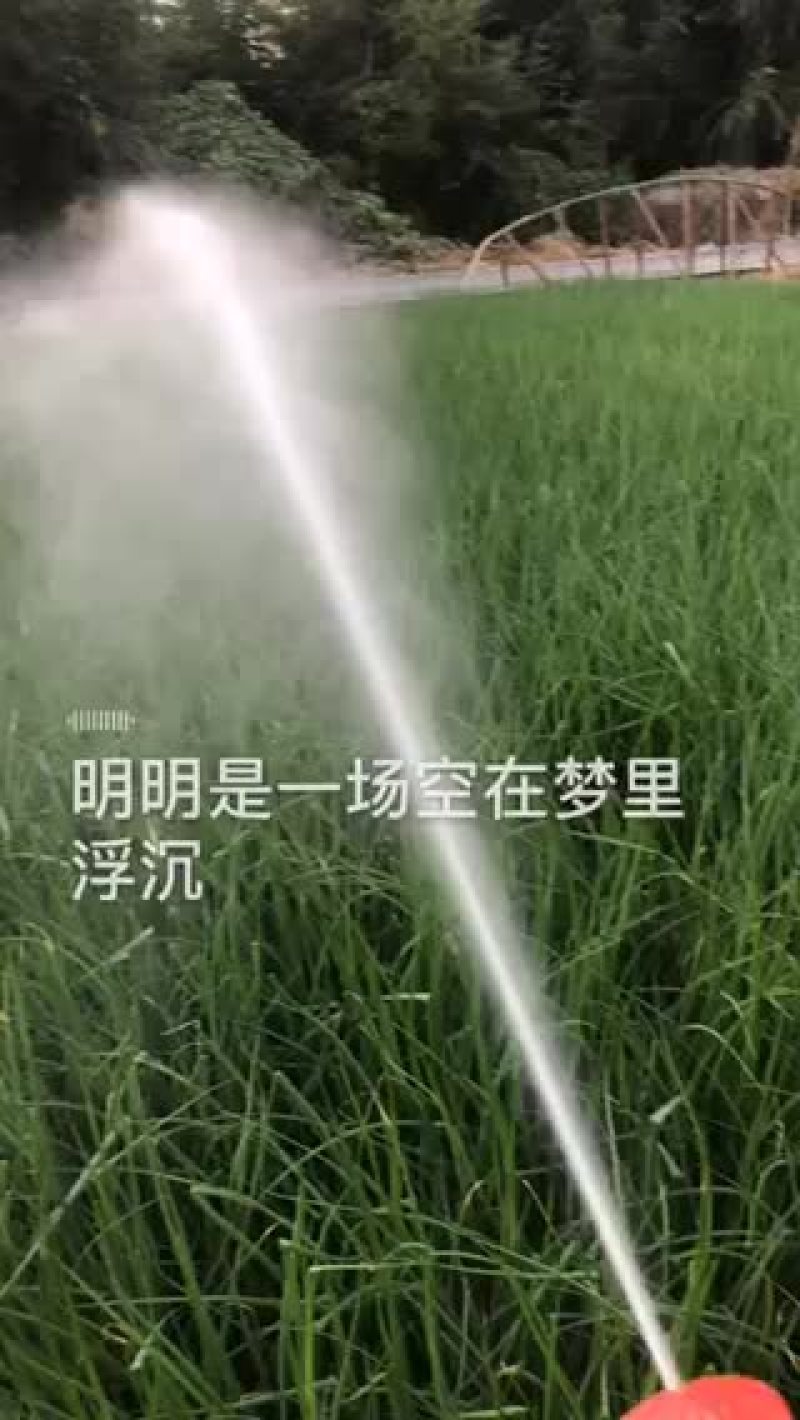 精品小葱，有香葱，小葱，长年供应