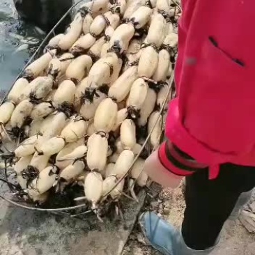 美人红莲藕大量上市中*^_^*