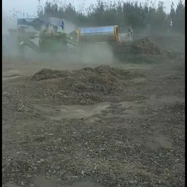 滚洞筛去土去膜无杂质优质花生秧。