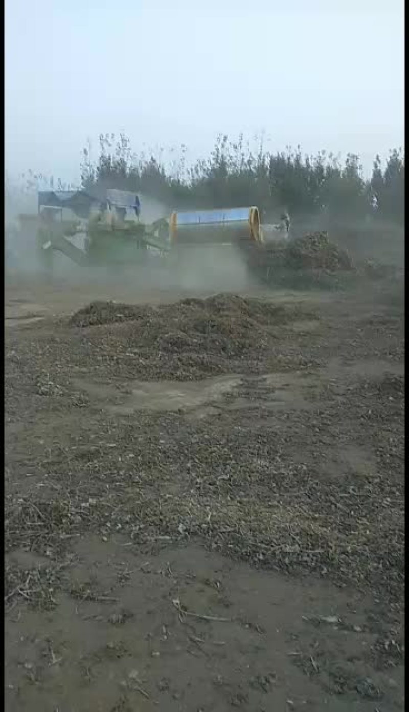 滚洞筛去土去膜无杂质优质花生秧。