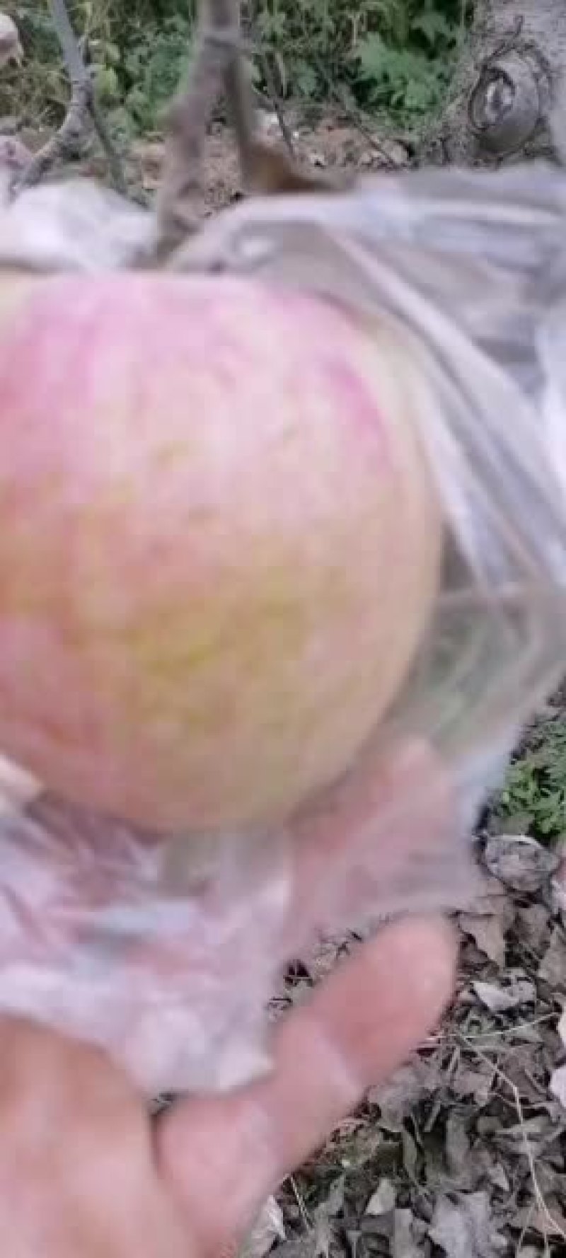 富土苹果上市需要的联系