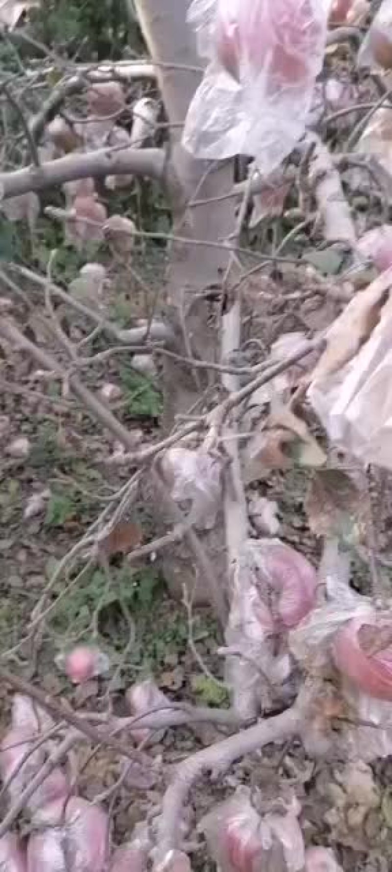 富土苹果上市需要的联系