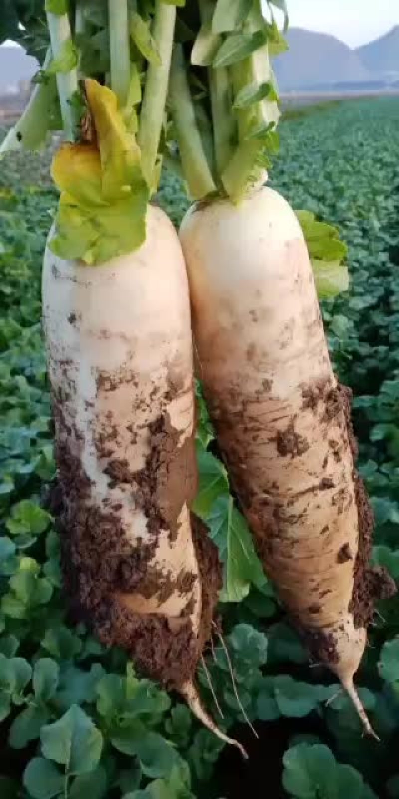 精品白萝卜大量上市要的客户联系