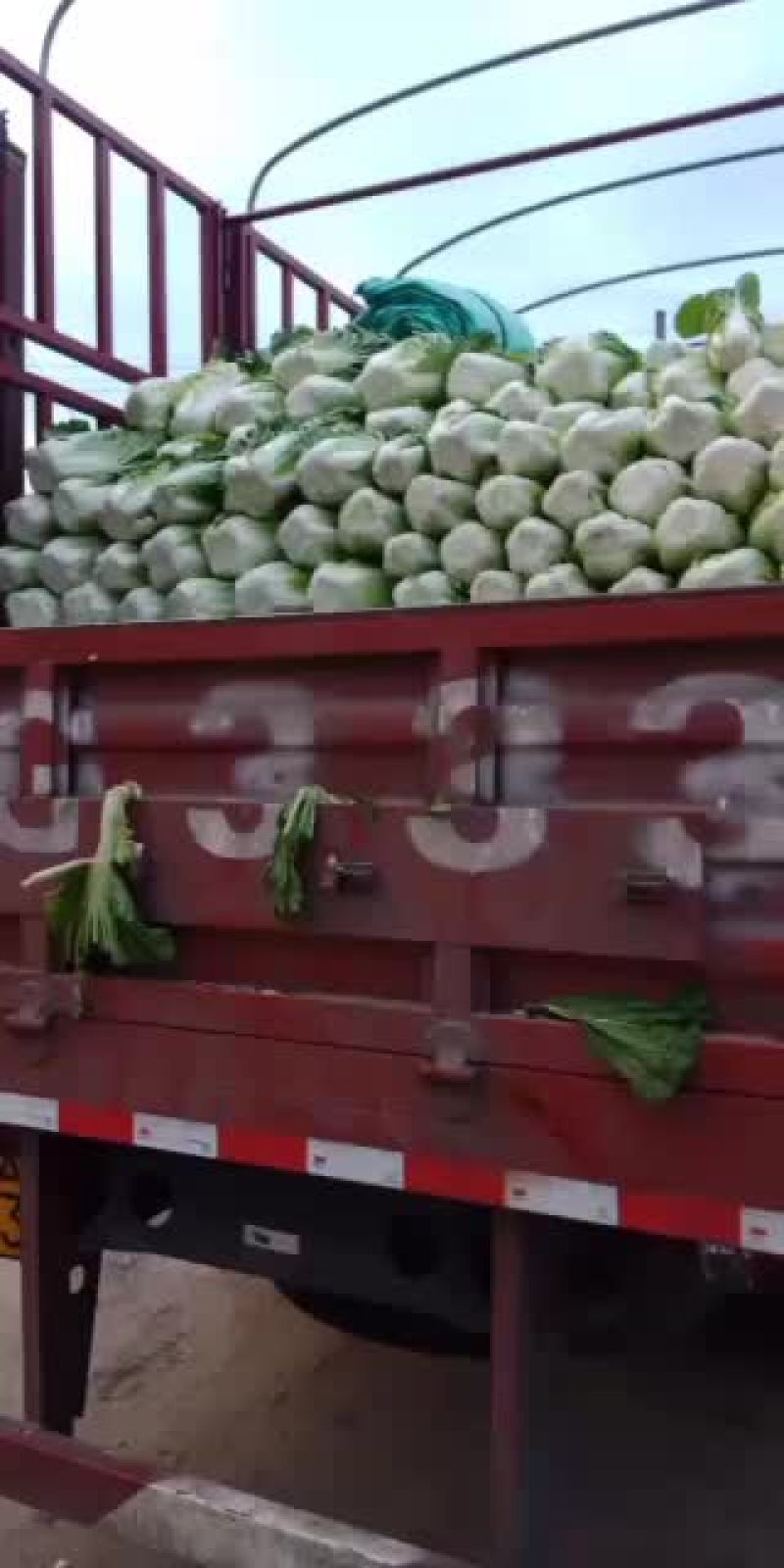 精品白萝卜大量上市要的客户联系