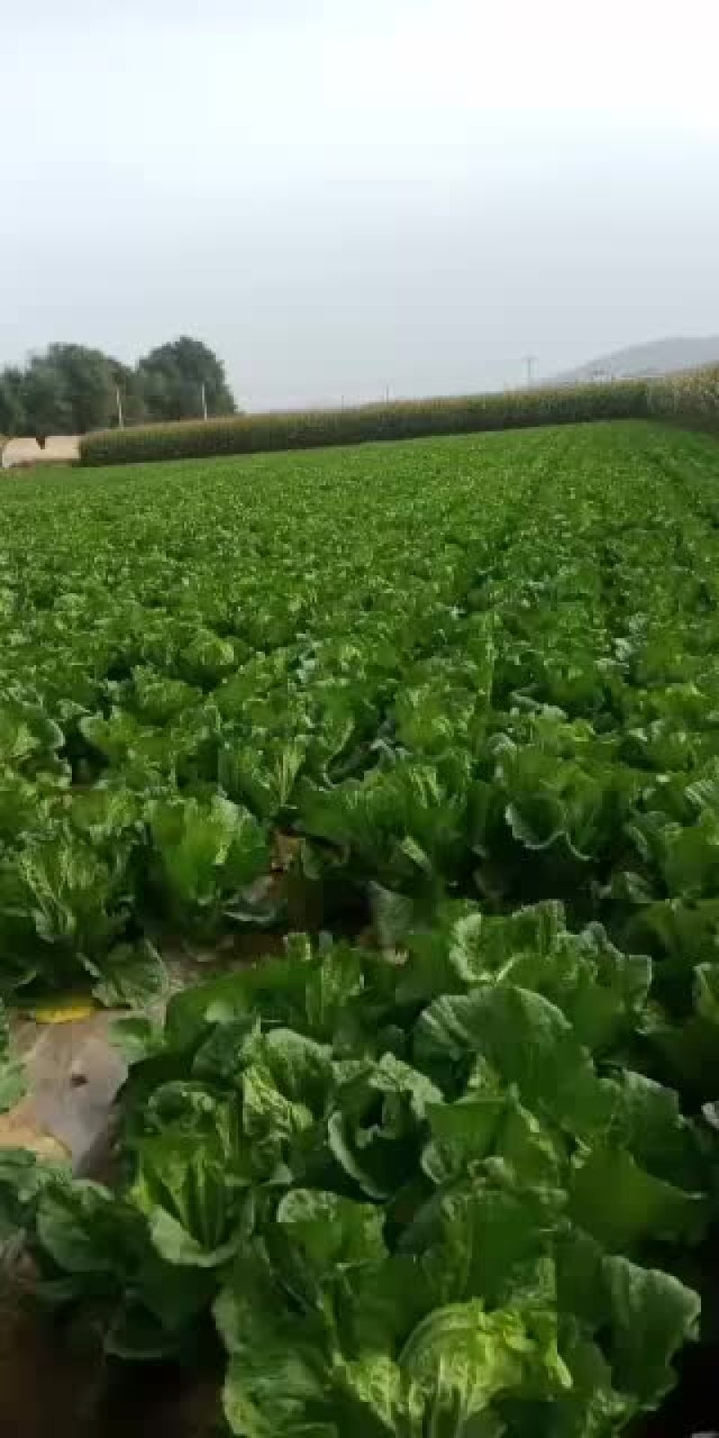 精品白萝卜大量上市要的客户联系