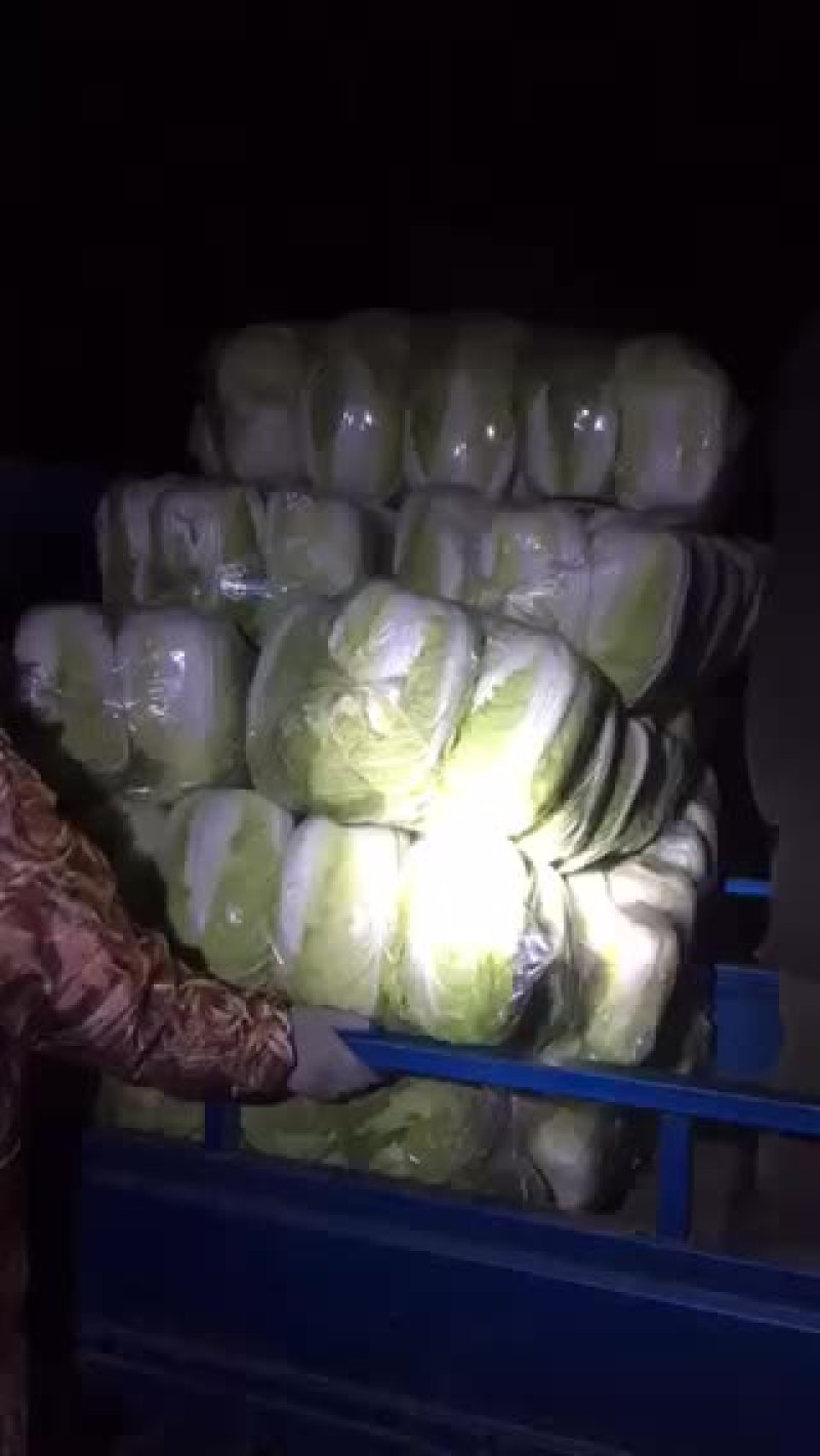 夏阳菜和秋宝白菜大量上市