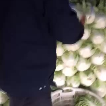 夏阳菜和秋宝白菜大量上市